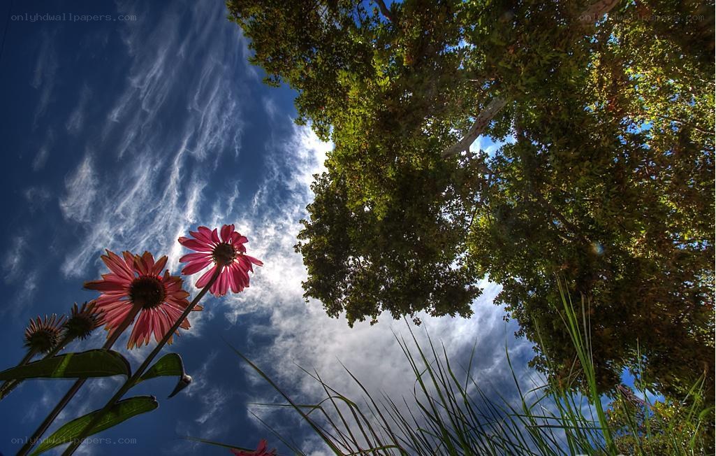 Flowers and trees under a blue sky