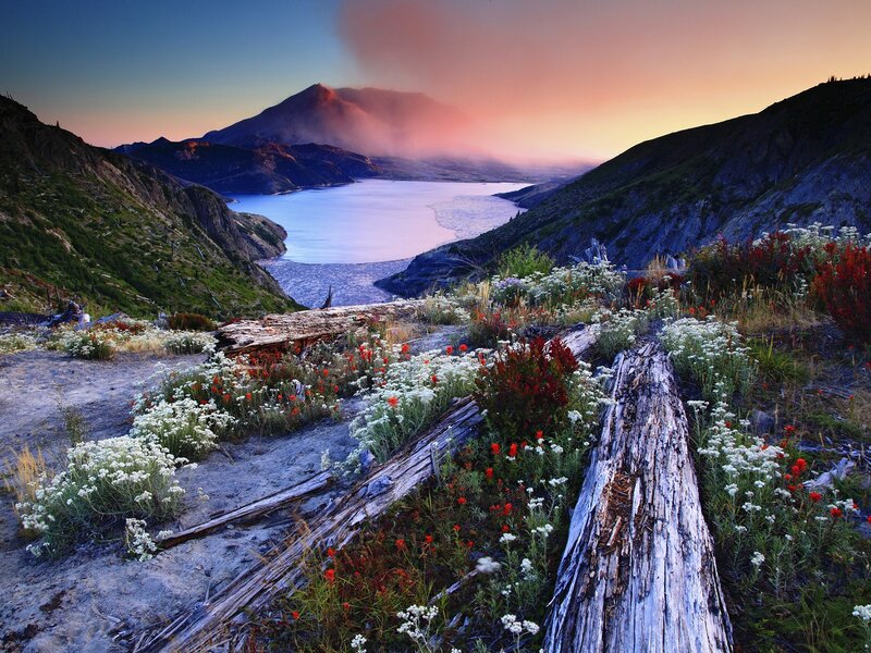 Flowers and volcano at sunset