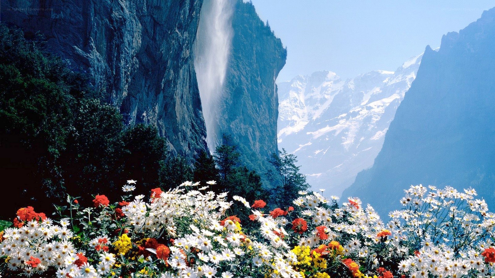 Flowers and waterfall in mountains