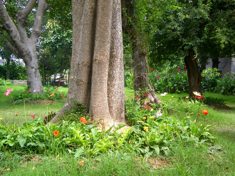 Flowers around a tree trunk