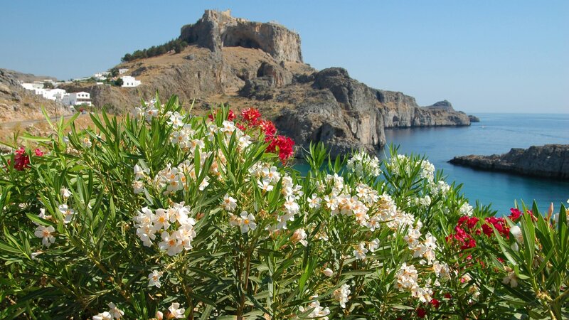Flowers at a coastal fortress
