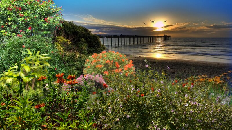 Flowers at Beach Sunset