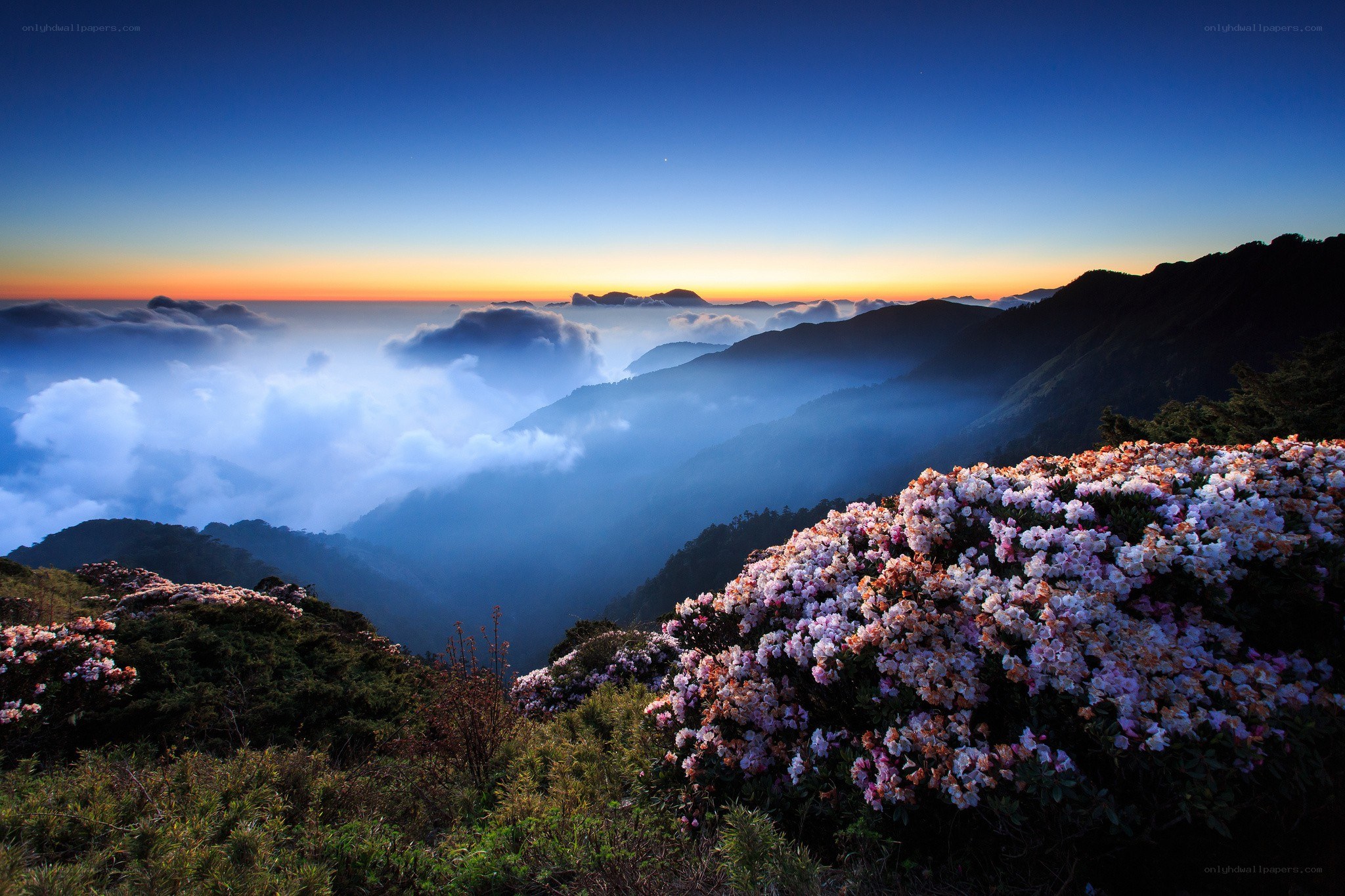 Flowers at dawn over mountain clouds
