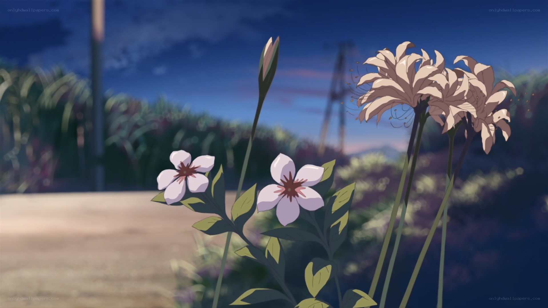 flowers at dusk in a quiet field