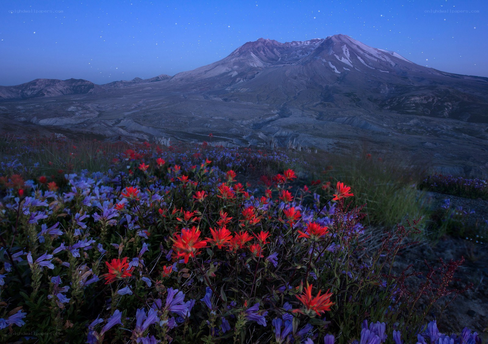 Flowers at dusk near a volcano