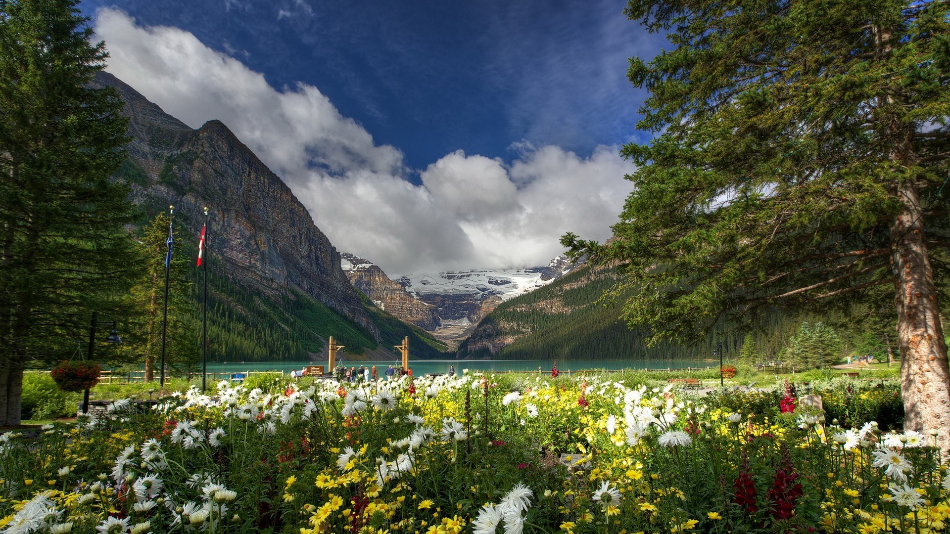 Flowers at Lake Louise