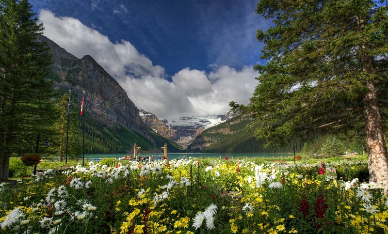 Flowers at Lake Louise — Green