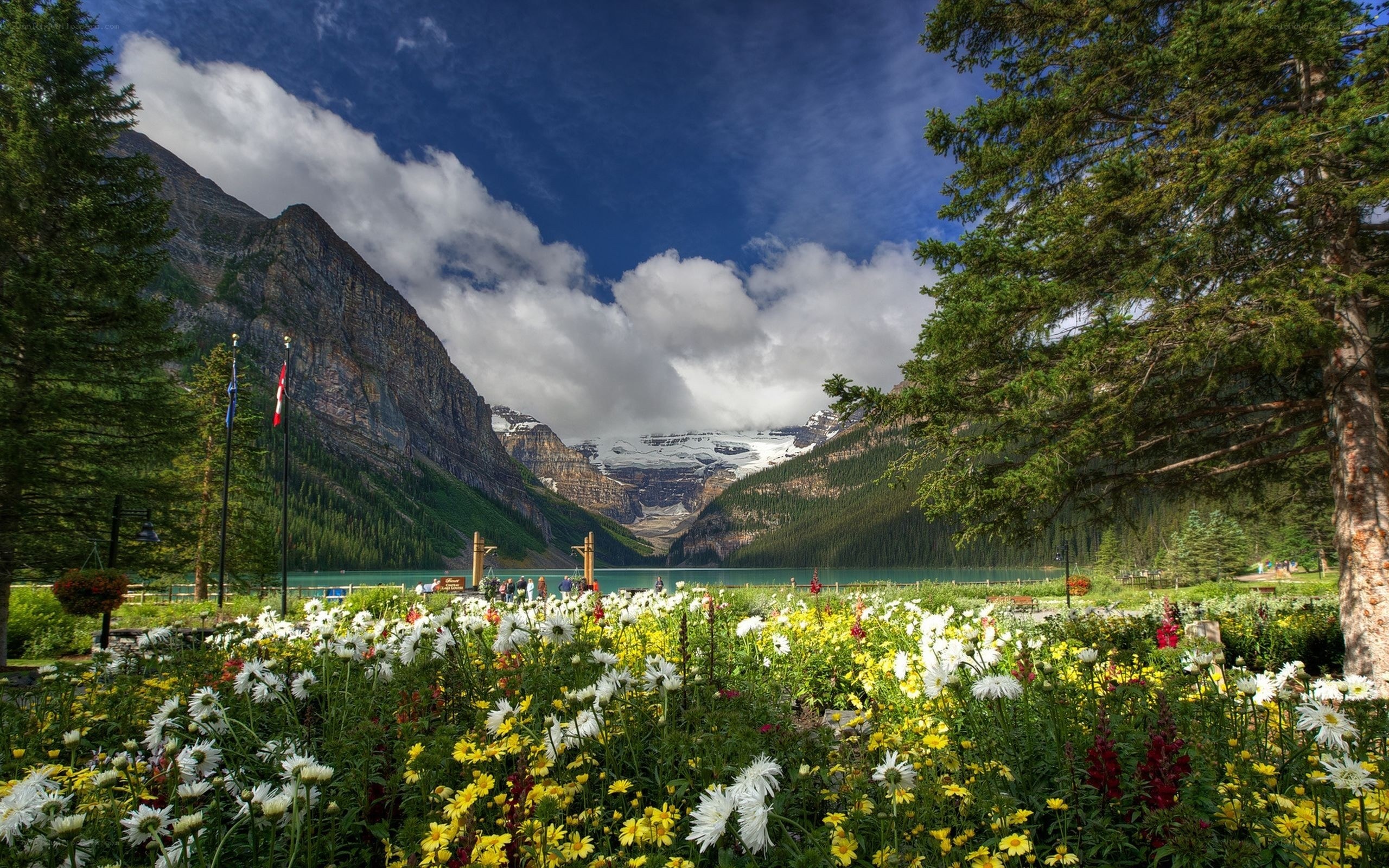 Flowers at Lake Louise