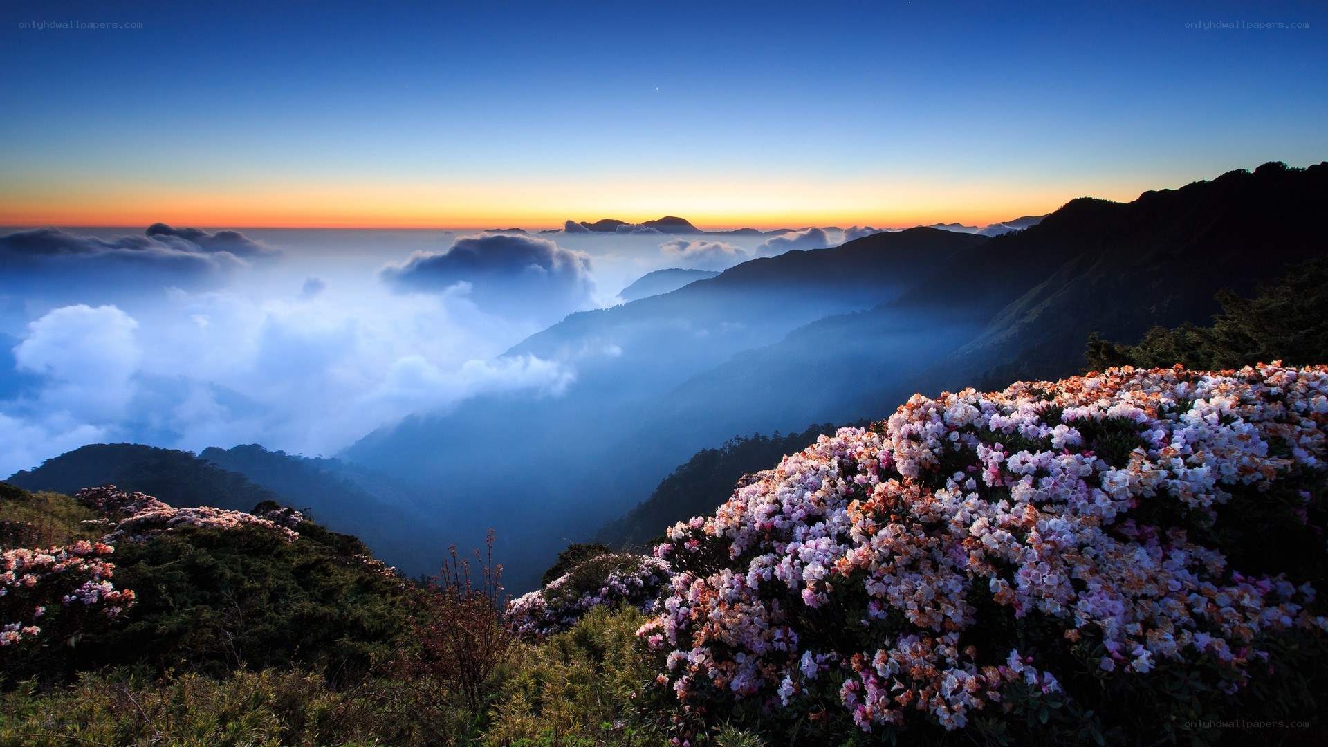 Flowers at sunrise over mountain clouds