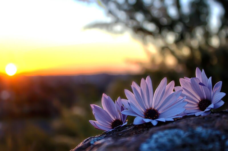 flowers at sunset