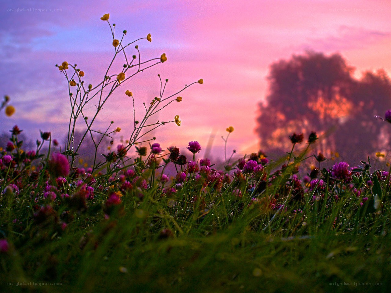 Flowers at sunset
