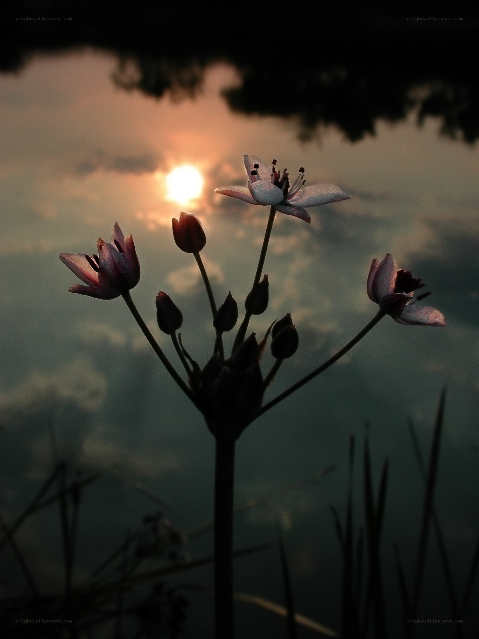 Flowers at sunset by water