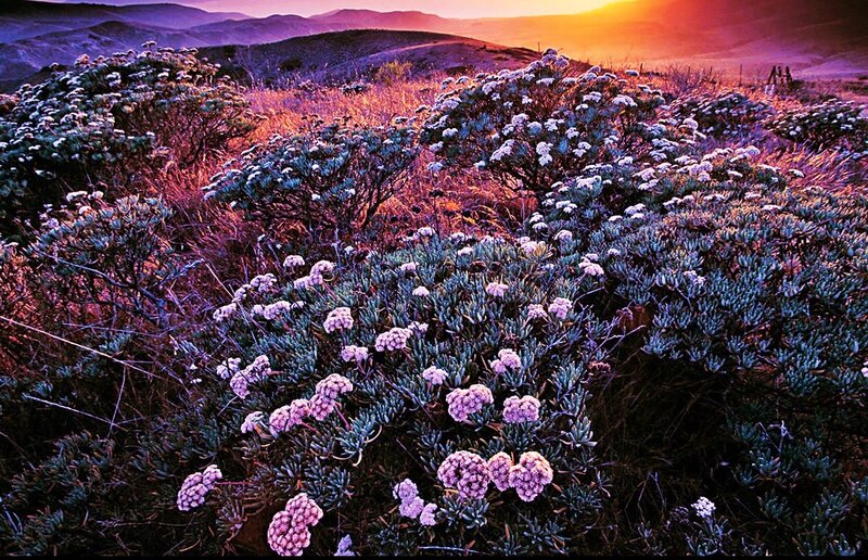 Flowers at sunset in the hills