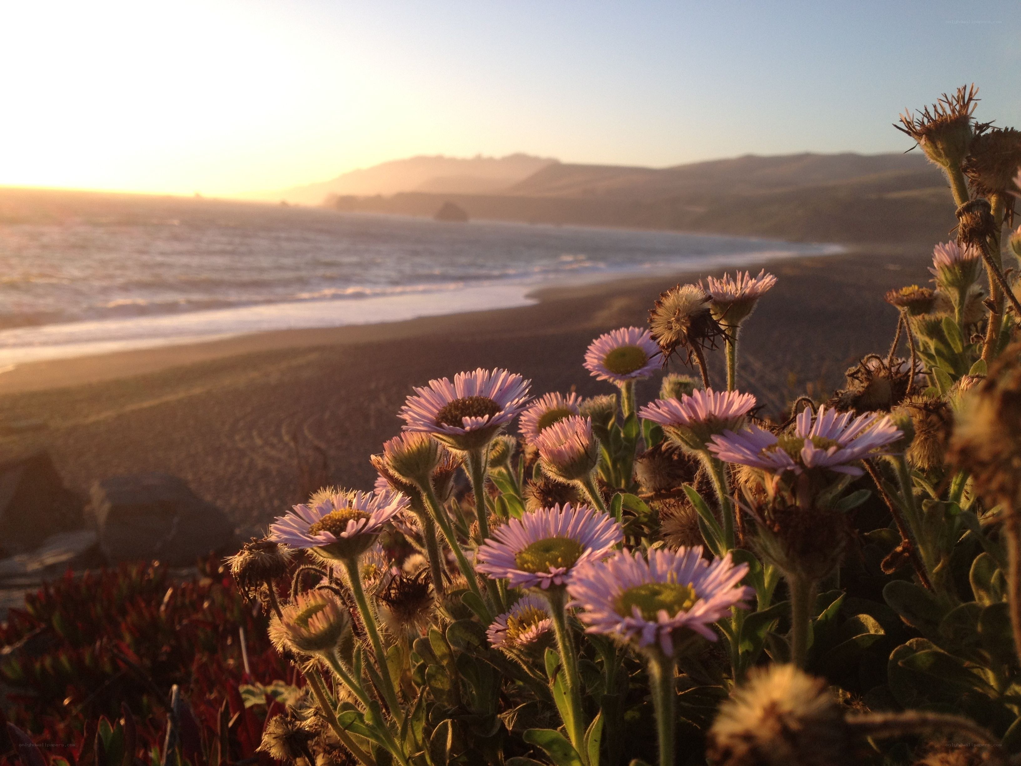 flowers at sunset on the coast