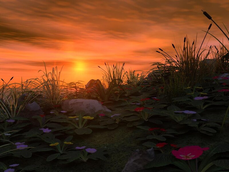 Flowers at Sunset — Orange, Serene