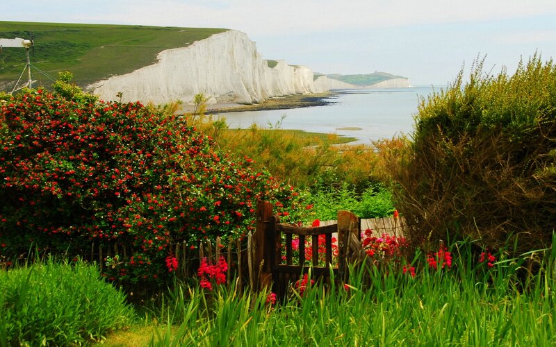 Flowers at the Seven Sisters cliffs