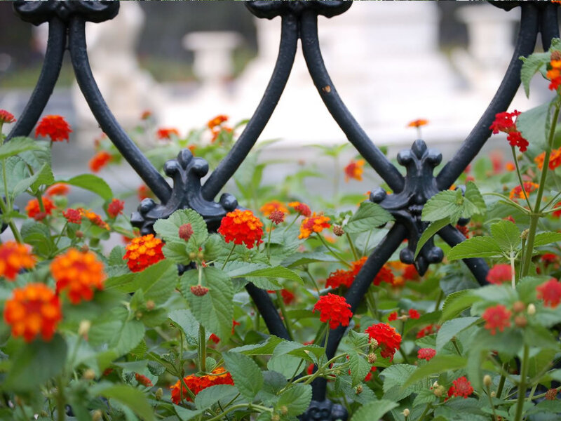 flowers behind a black fence
