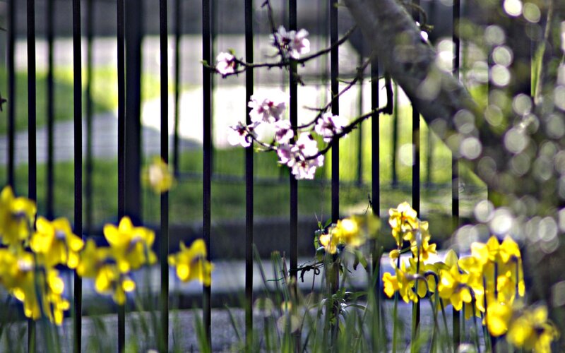 Flowers behind a black fence