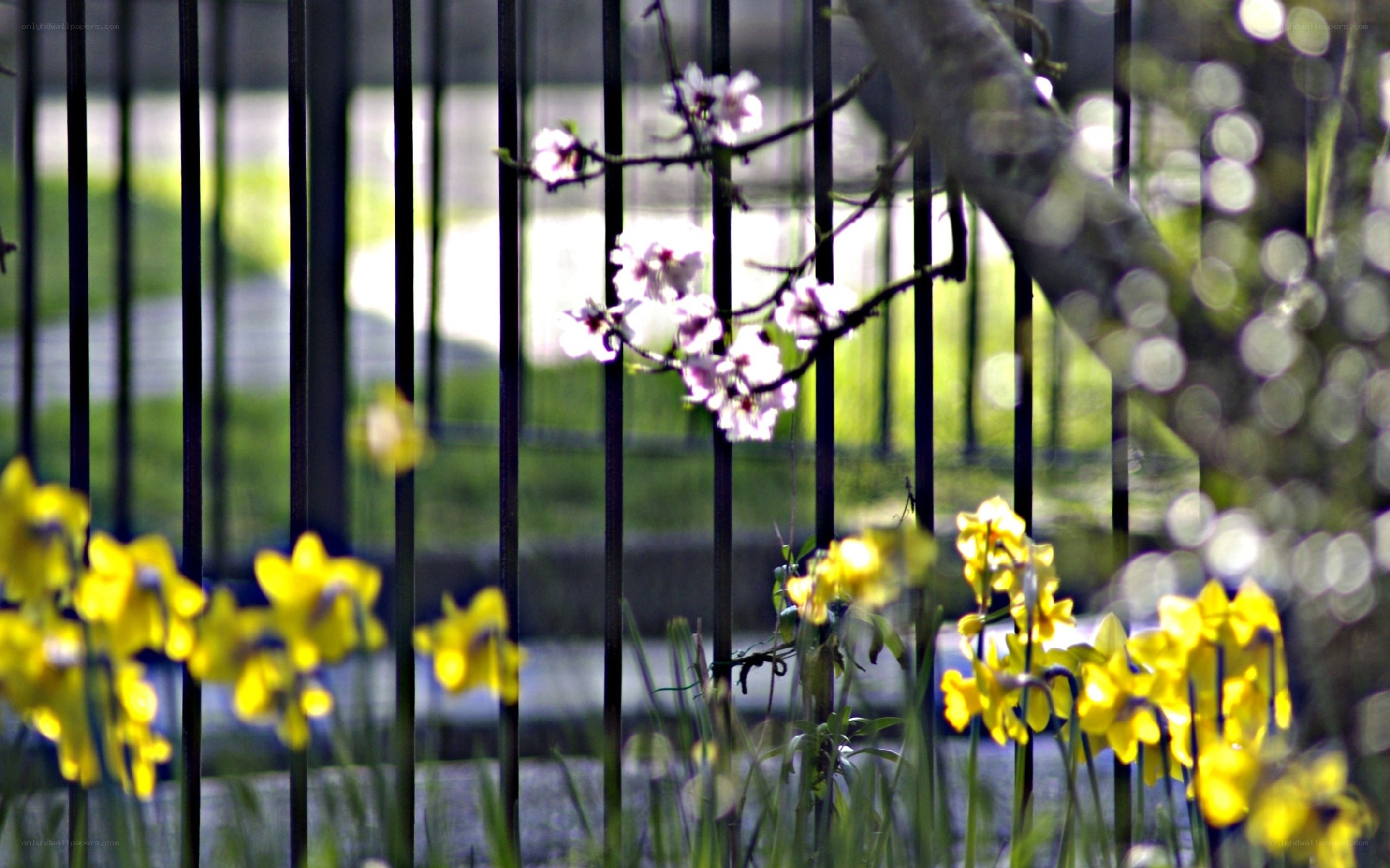 Flowers behind a black fence