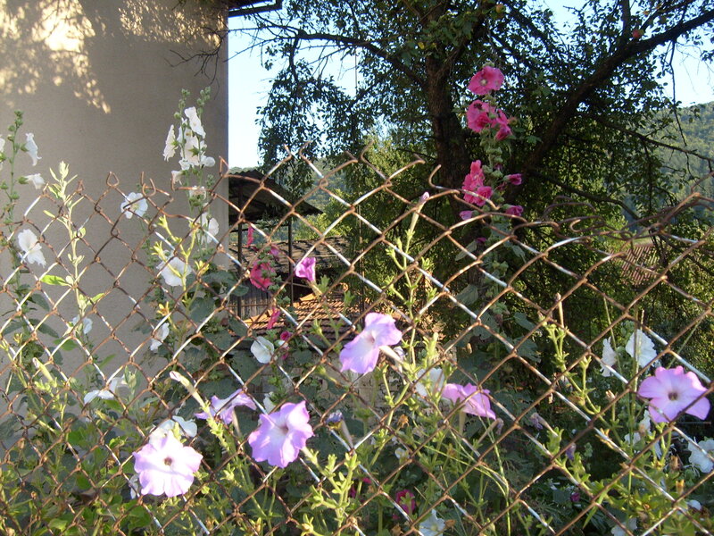 Flowers Behind Fence