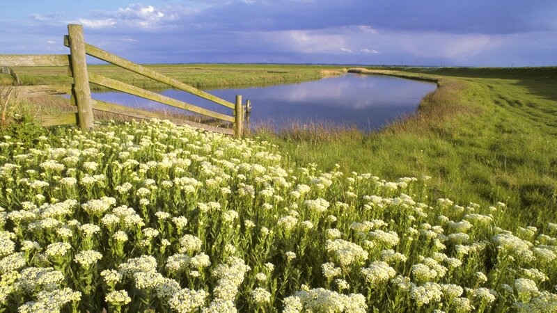 Flowers by a canal in the Netherlands