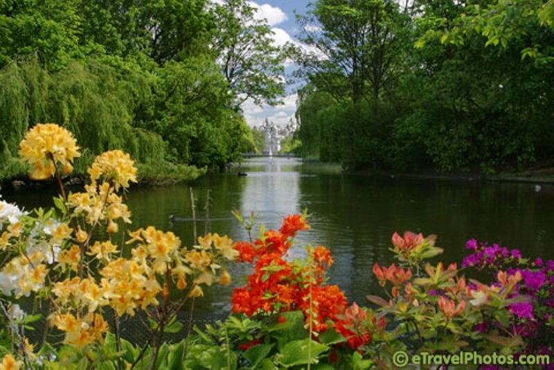 Flowers by a Canal