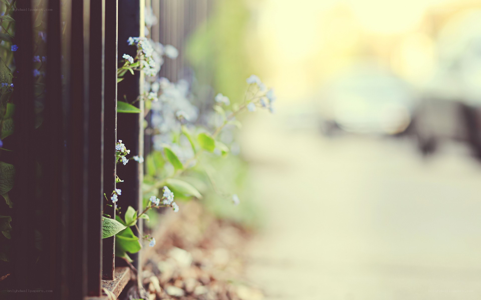 flowers by a fence