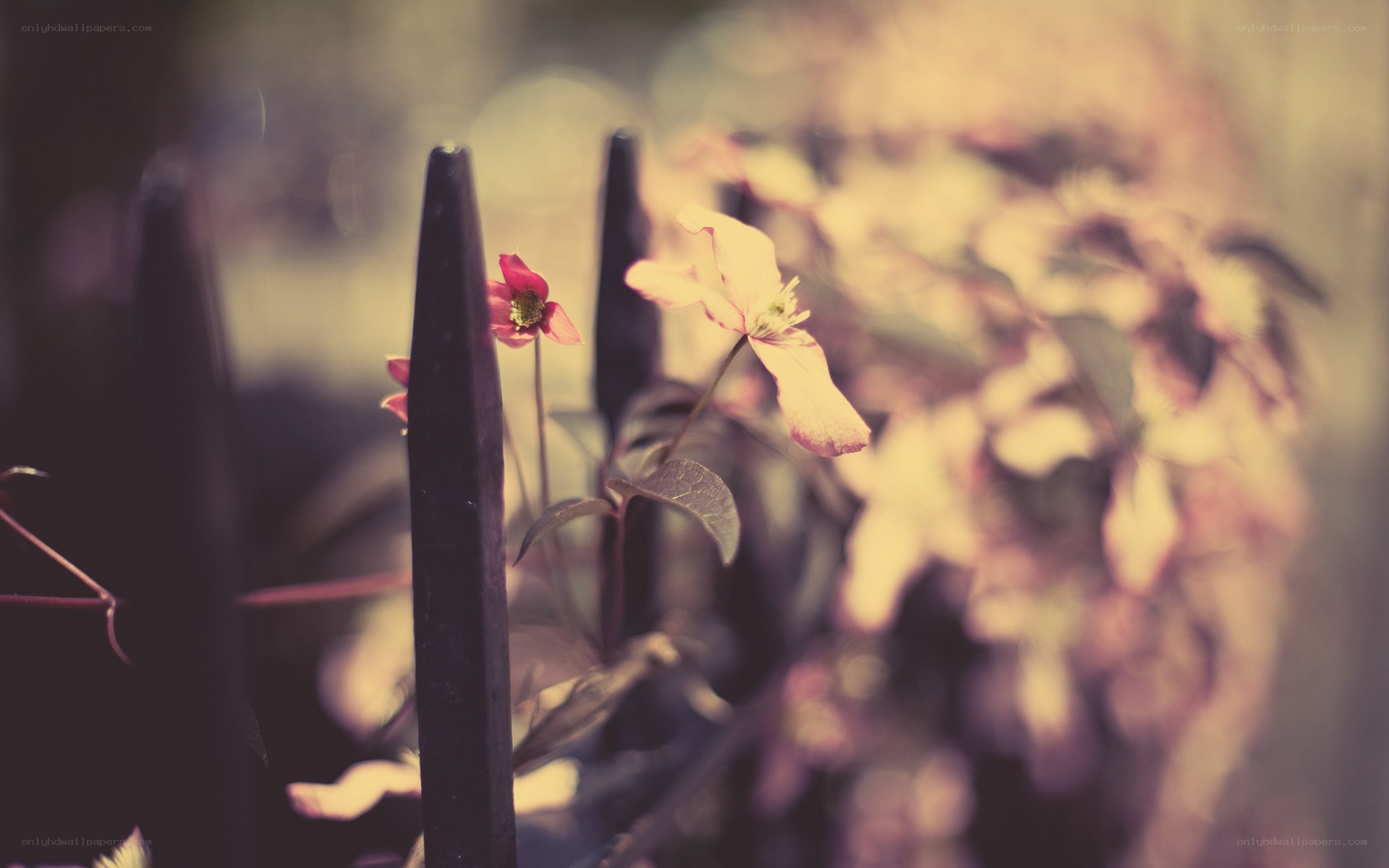 Flowers by a fence