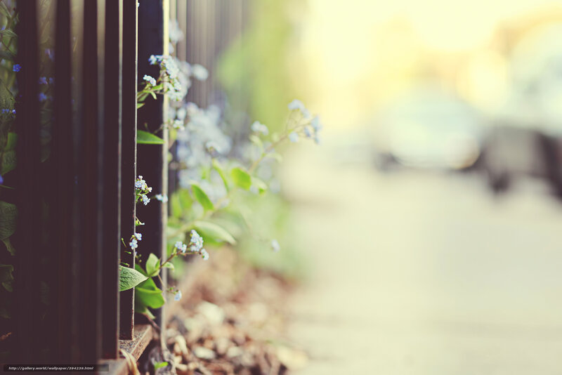 flowers by a fence