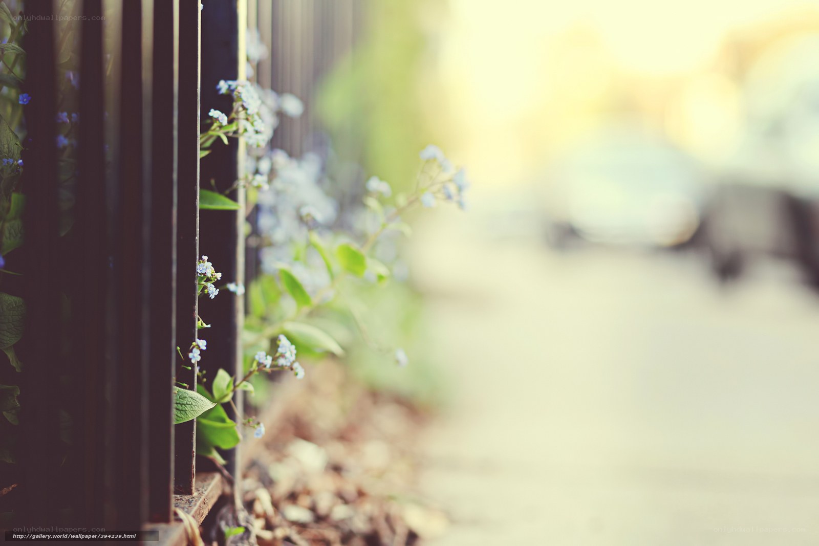 flowers by a fence