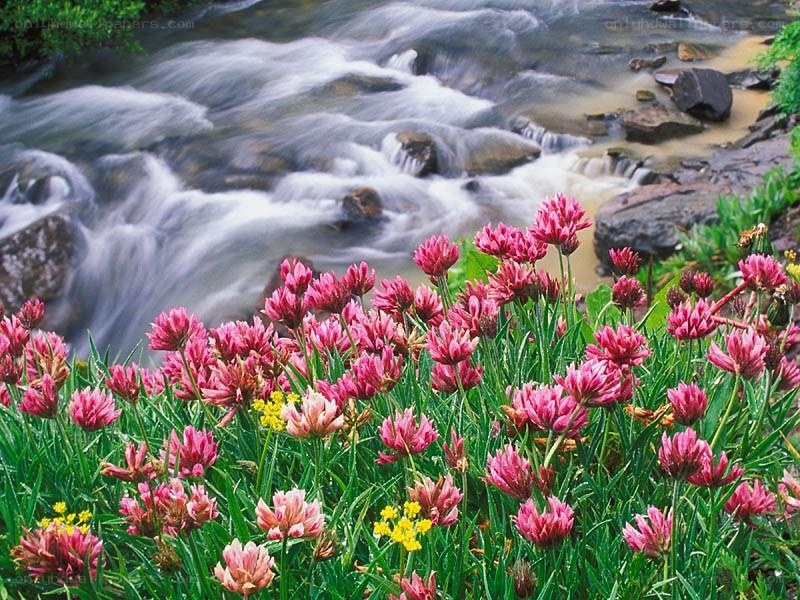 Flowers by a flowing stream