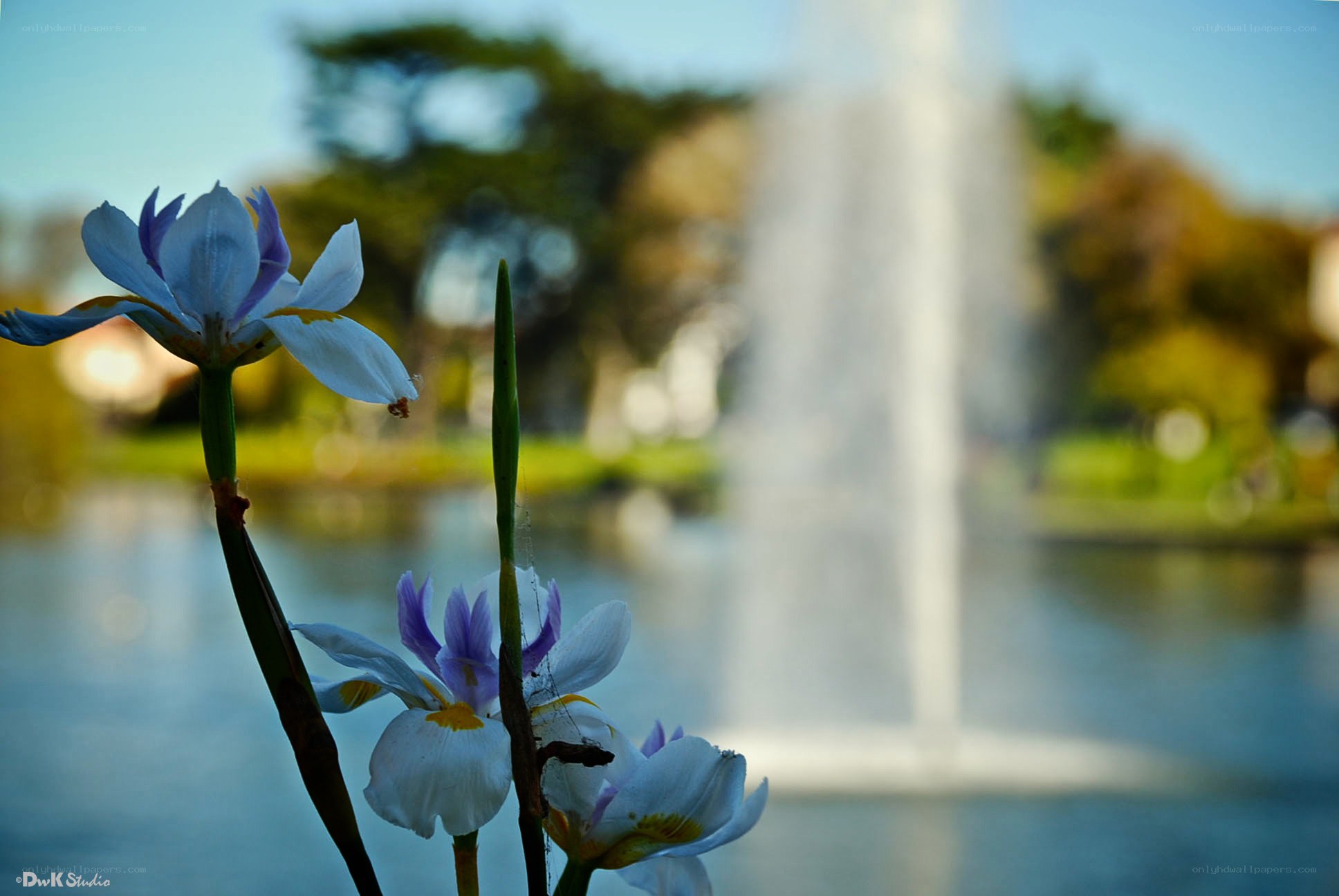 Flowers by a fountain