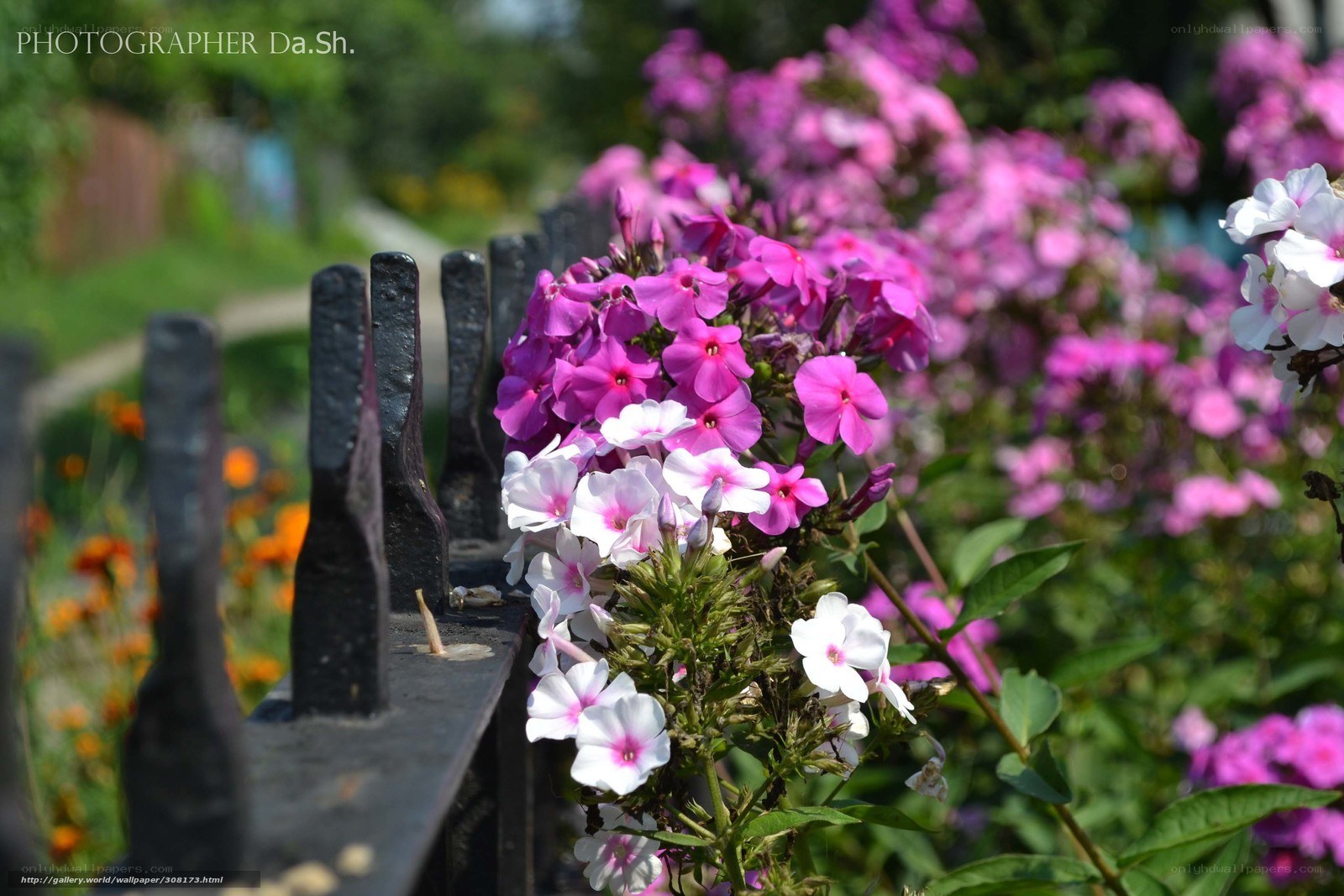 Flowers by a garden fence