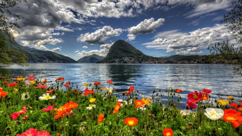 Flowers by a Lake — Green