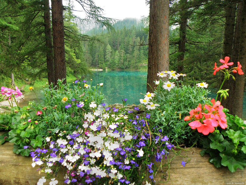 Flowers by a Lake