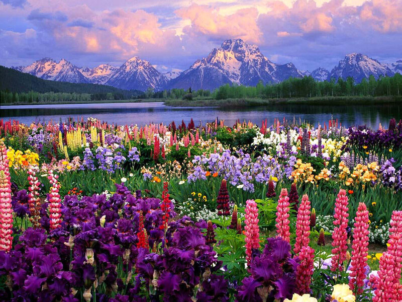 Flowers by a lake with mountains