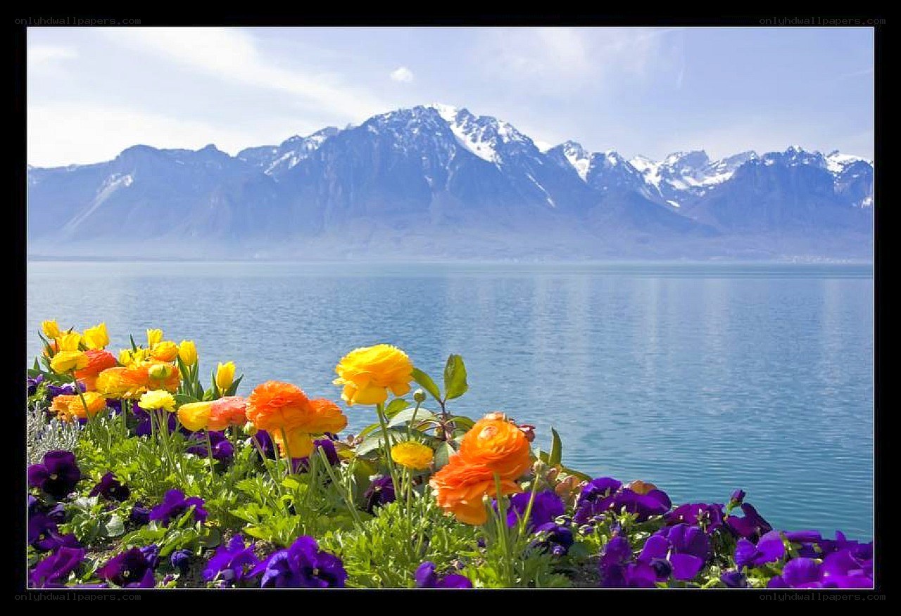 Flowers by a lake with mountains