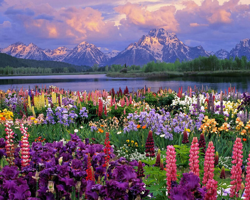 Flowers by a lake with mountains