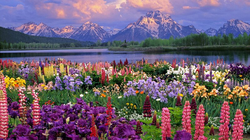 Flowers by a lake with mountains