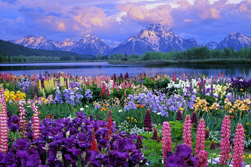 Flowers by a lake with mountains