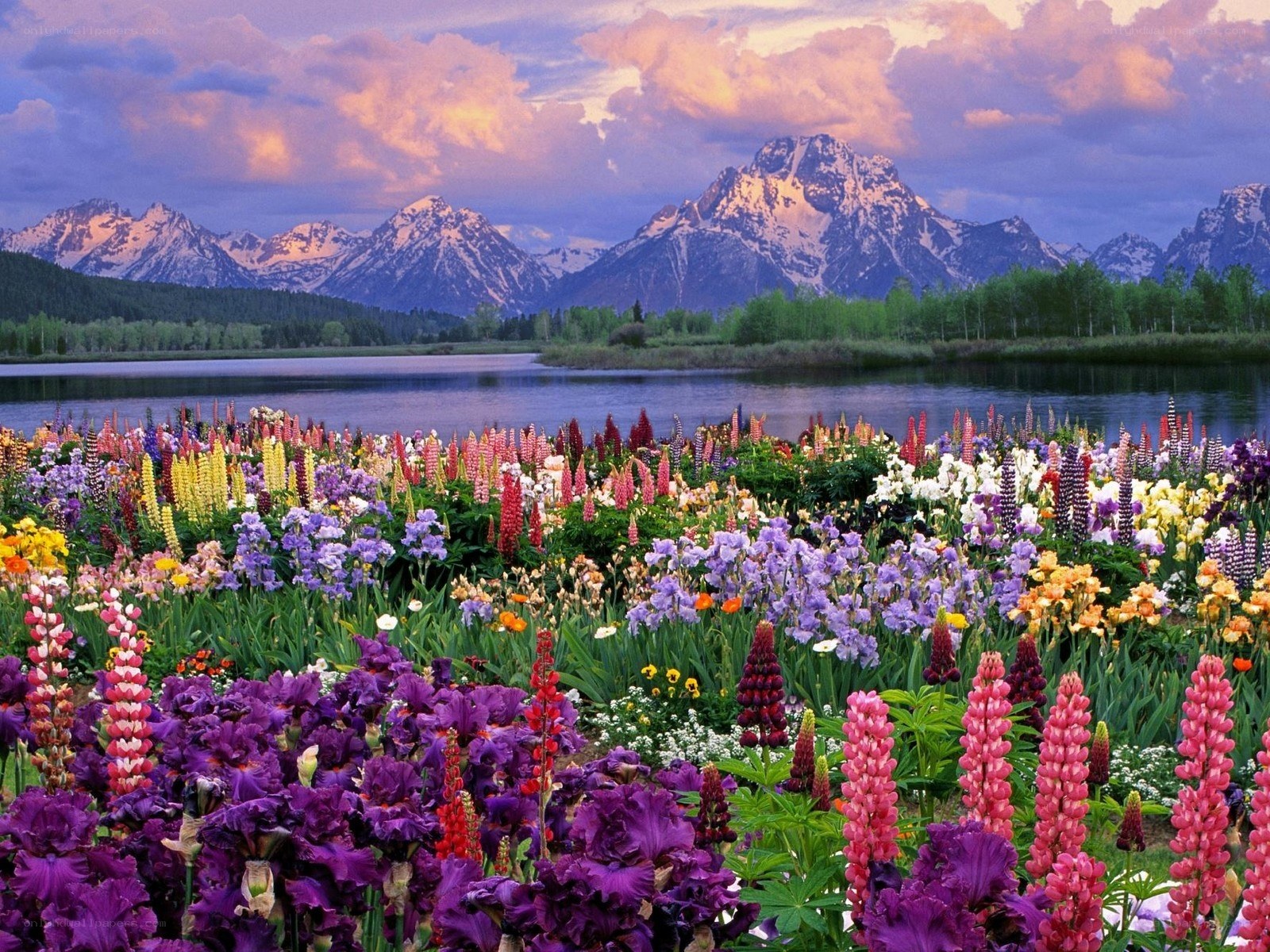 Flowers by a lake with mountains