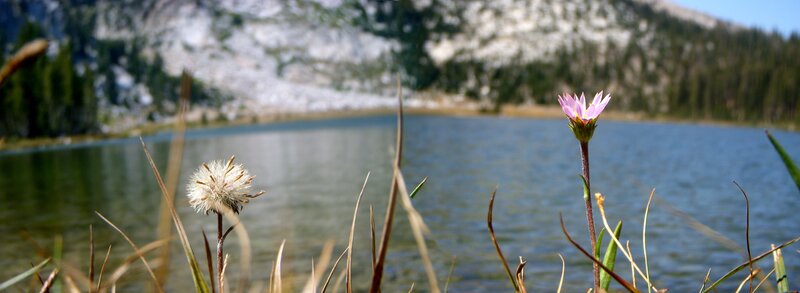 Flowers by a mountain lake