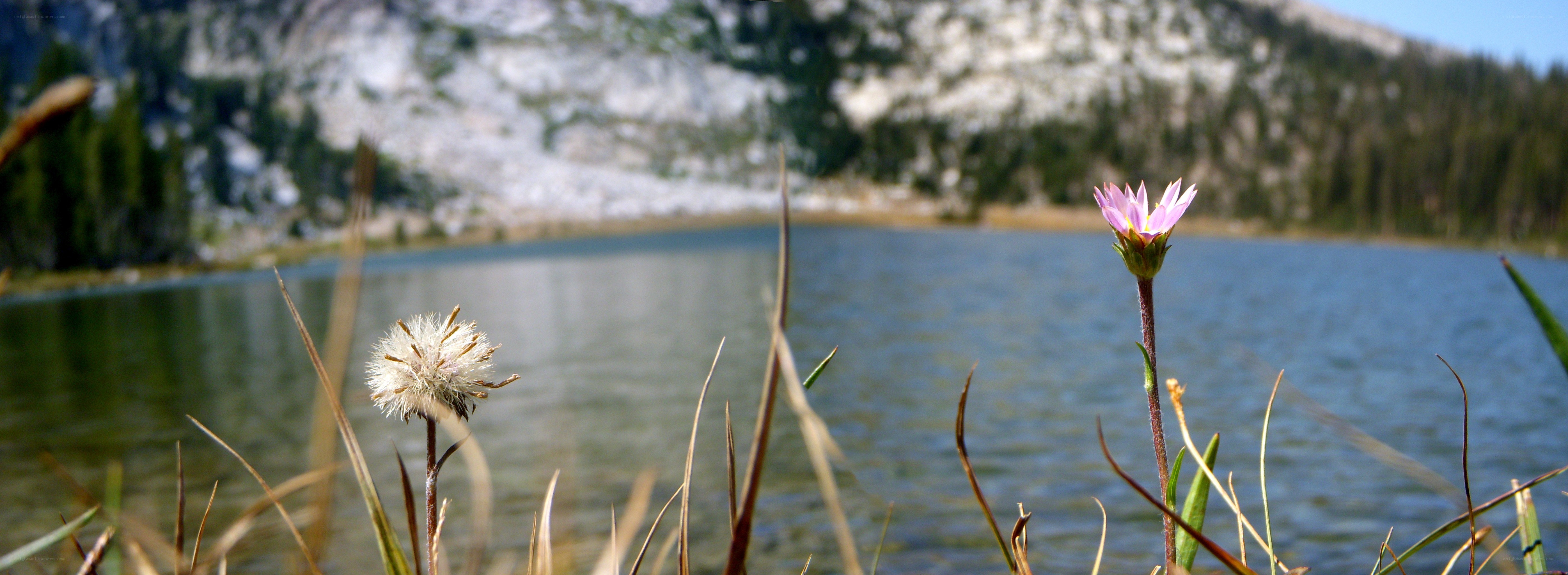 Flowers by a mountain lake