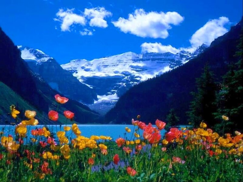 Flowers by a mountain lake