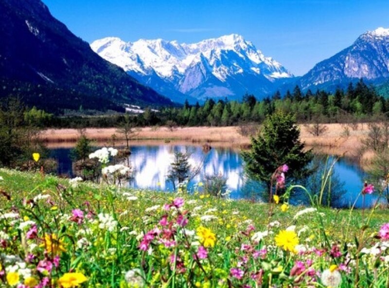 Flowers by a mountain lake