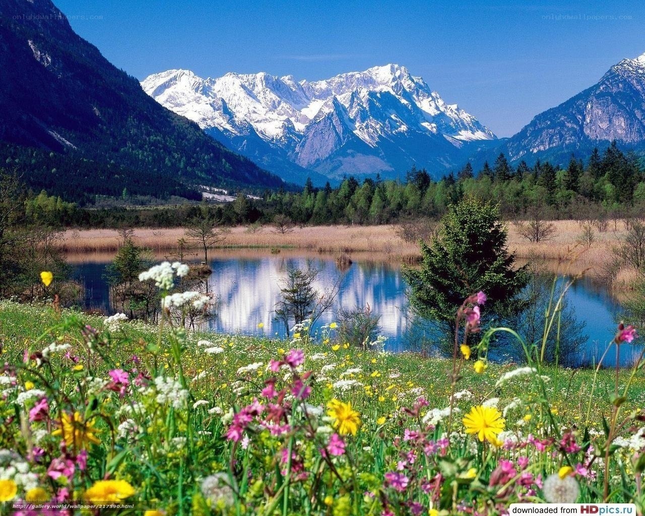 Flowers by a mountain lake