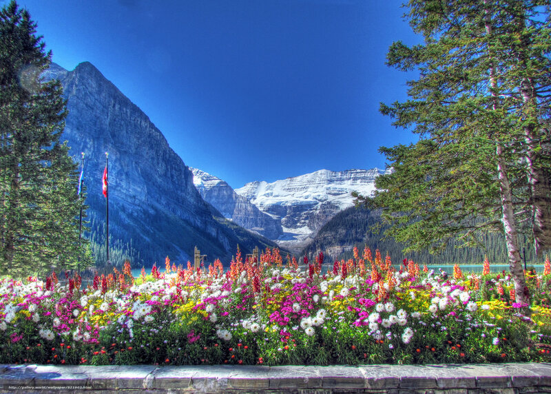 Flowers by a mountain lake