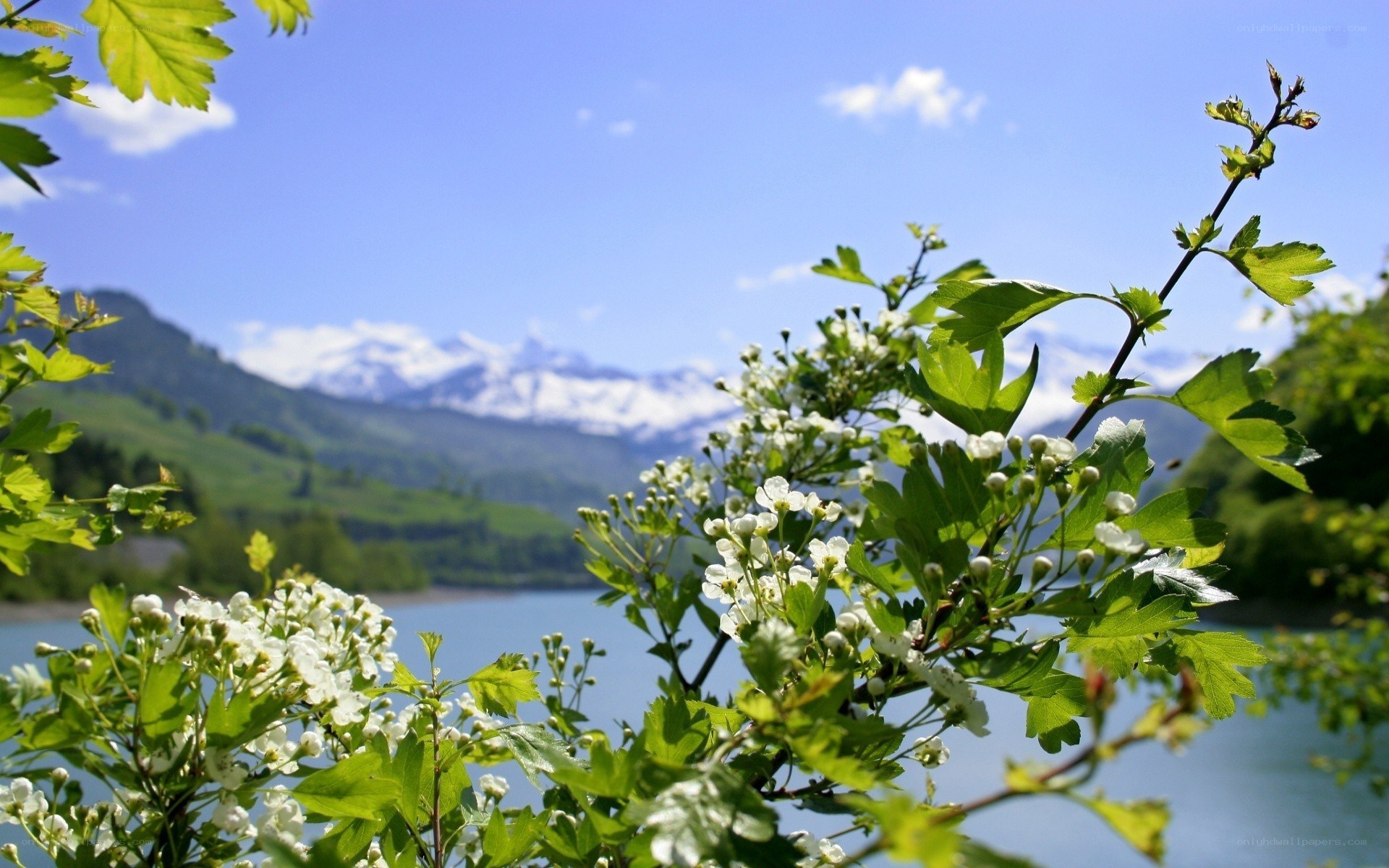 Flowers by a mountain lake