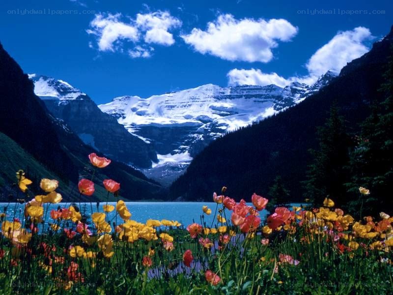 Flowers by a mountain lake