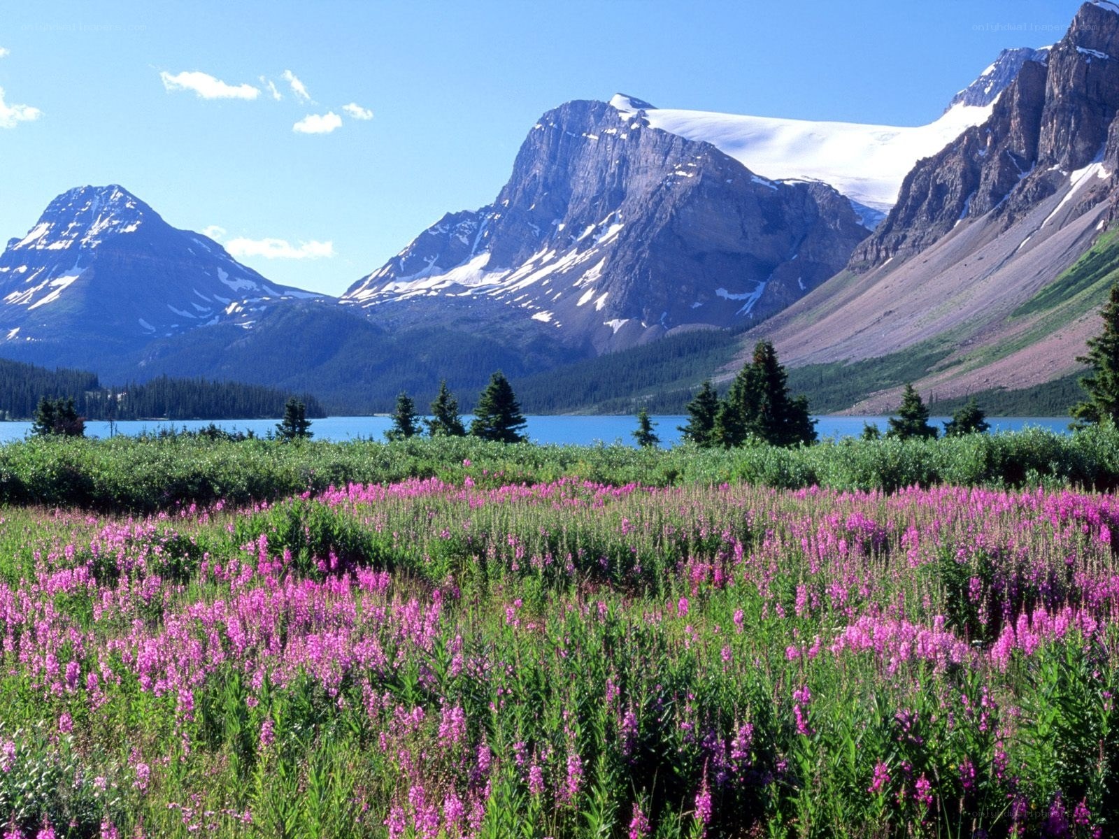 Flowers by a mountain lake